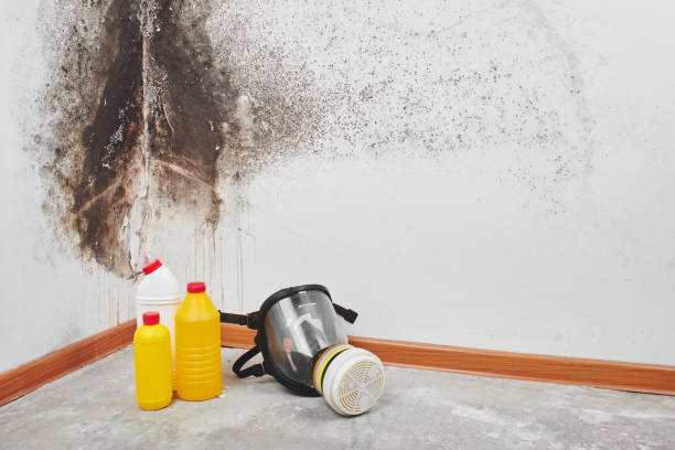 Mold Removal Process in Bamberg, SC