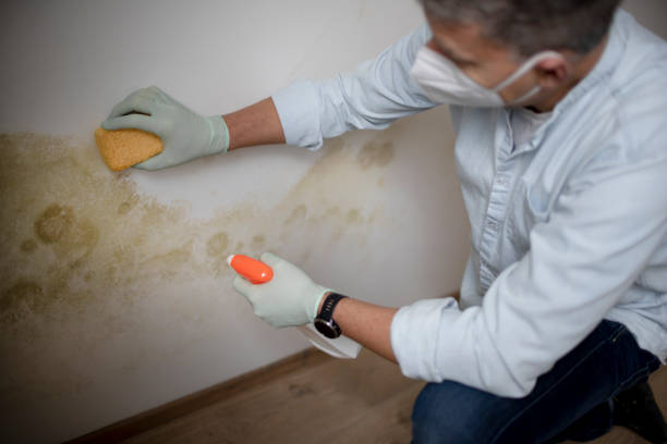 Best Local Mold Removal Service  in Bamberg, SC