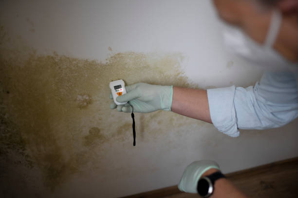 Best Attic Mold Removal  in Bamberg, SC
